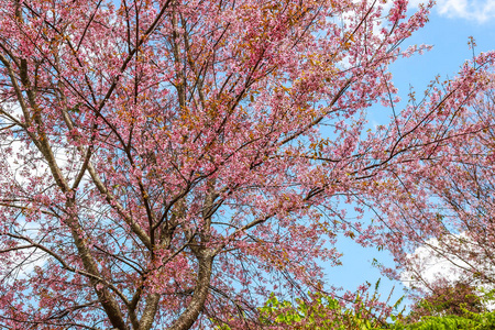 樱花花和树