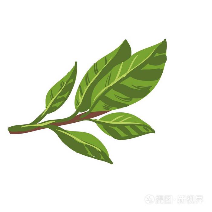 新鲜的月桂树湾叶的树枝上插画 正版商用图片0tof9a 摄图新视界 新鲜的月桂树湾叶的树枝上插画 正版商用图片0tof9a 摄图新视界