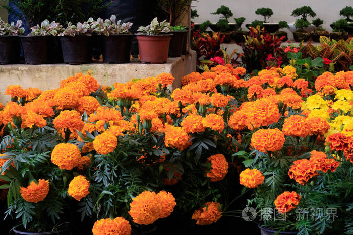 墨西哥万寿菊是墨西哥的万寿菊, 也被称为阿兹特克万寿菊, 是原产于