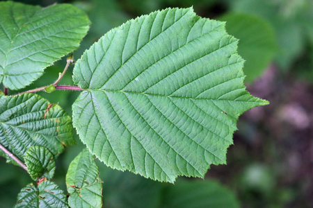 淡褐色 corylus avellana 树叶, 其中一个突出的在中心, 叶子和土壤的背景模糊