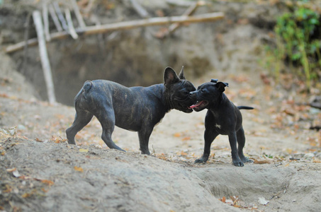 斯塔福德郡斗牛犬与法国斗牛犬, 动作照片