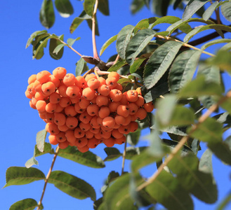 ashberry 在干燥阳光灿烂的日子