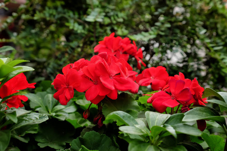 公园里美丽的红花