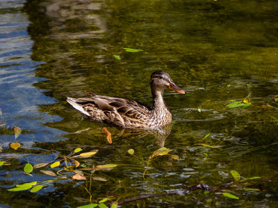 美丽的母鸭在湖里游泳