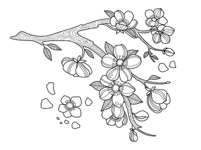樱花着色书矢量图樱花花画和素描与艺术线条樱花着色书矢量图樱花花画