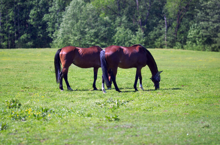 两匹马在田野上, 夏天