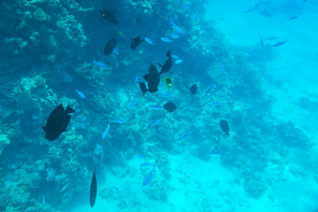 红海水下风景与热带鱼, 埃及