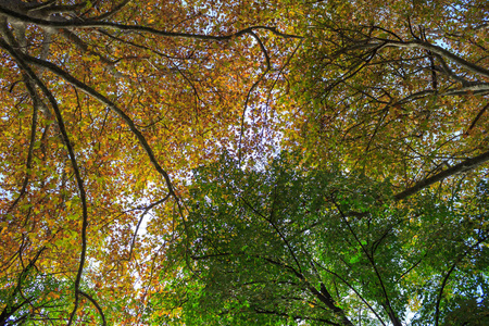 从下面看秋天所有颜色的树冠图片