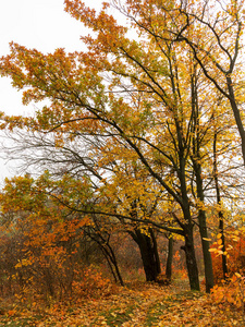 五颜六色的明亮的秋天森林。秋天树叶落在地上。秋天的森林风景与温暖的颜色和小径覆盖在叶子进入场景。一条小径进入树林, 展示令人惊叹