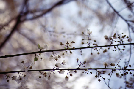 樱桃开花