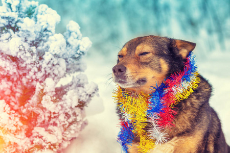 这只狗被五颜六色的金丝缠住了。一只狗坐在圣诞树附近的雪林里