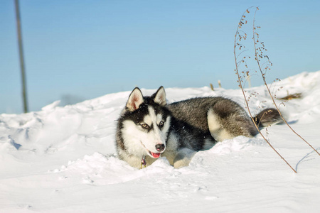 赫斯基狗冬天雪的肖像