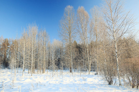 在冬天森林里的新鲜雪