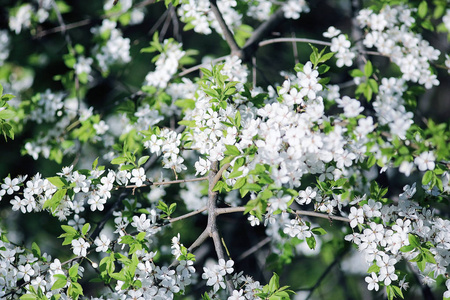 樱桃开花