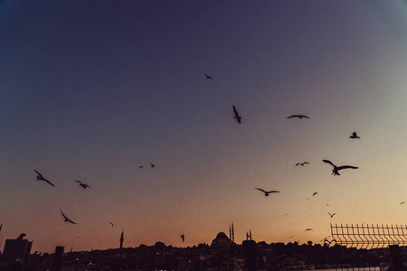 海鸥在海的背景下飞翔。伊斯坦布尔城市