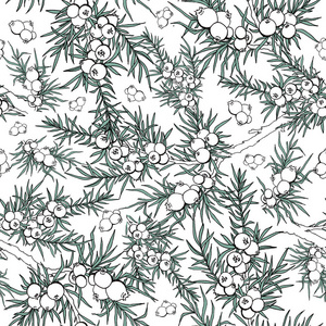杜松。浆果和树枝。模式与植物。常 绿。与杜松子酒的模式。用于背景墙纸卡片邀请面料