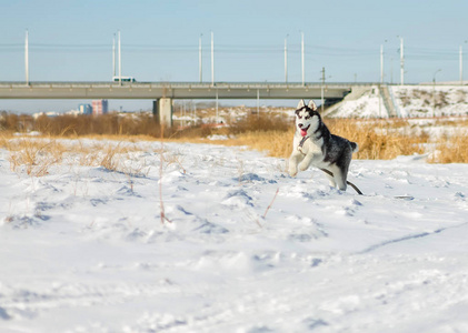 赫斯基狗有趣的雪堆上运行