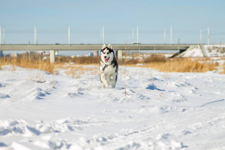 赫斯基狗有趣的雪堆上运行