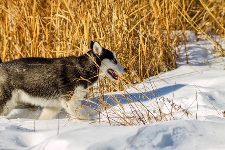 赫斯基狗在雪堆和高高的黄色草