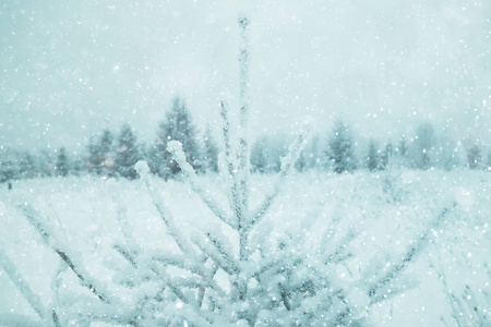 白雪皑皑的冬季风景