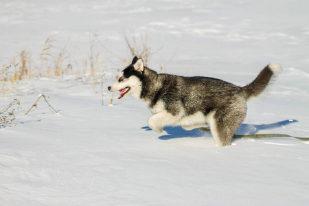 赫斯基狗有趣的雪堆上运行