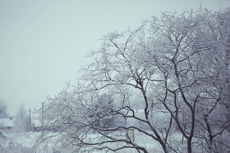 霜景观树