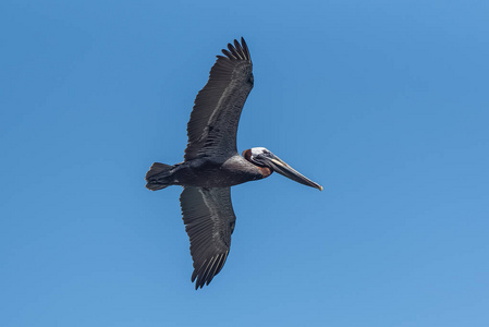 在晴朗的蓝天空中飞翔的黑色水鸟
