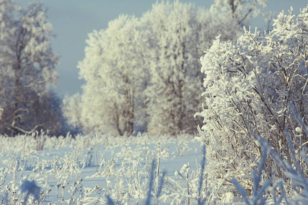 白雪皑皑的冬季风景图片