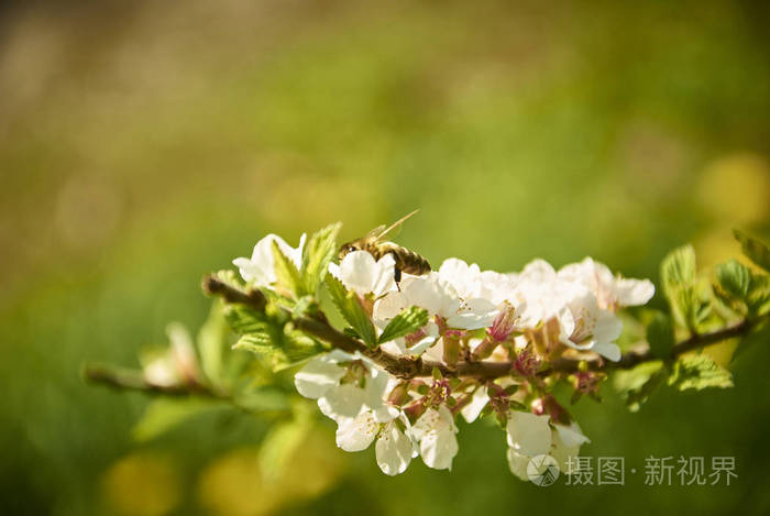 搞笑泥浆去尿用英语怎么说 _树新蜜蜂英语怎么说-第2张图片-潮百科