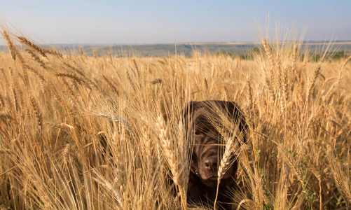 拉布拉多狗在黄色小麦的领域