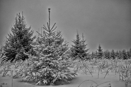 圣诞节风景与幼小冷杉树