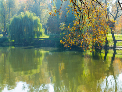 城市公园的正宗秋景池塘。黄叶飘落