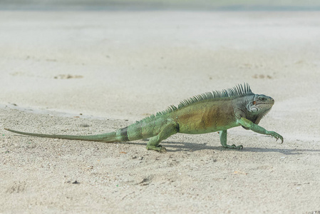 一个在沙滩上行走的蜥蜴, 蜥蜴捕食者照片