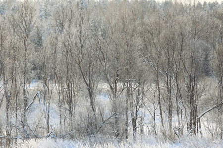 在冬天森林里的新鲜雪