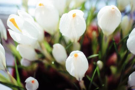 春天的白色花束