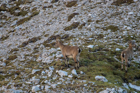 高山 ibex 雌性和幼崽