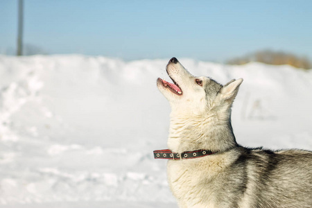 赫斯基狗冬天雪的肖像