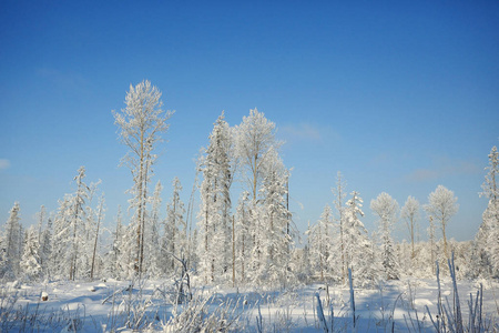 在冬天森林里的新鲜雪