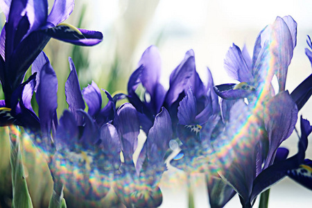 春天的紫罗兰色的花束