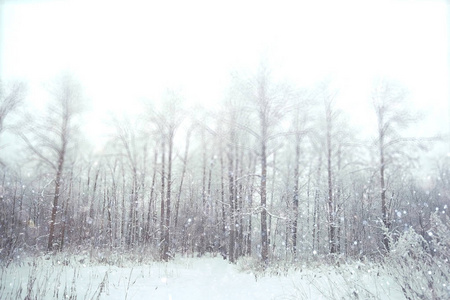 冬季雪林图片