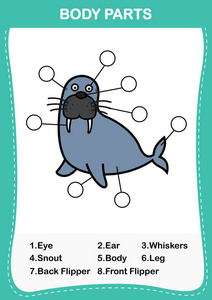 插图的海狮词汇身体的一部分，写身体 parts.vector 的正确数字