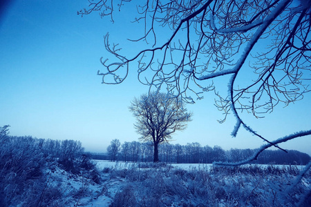 树在冬天一个场