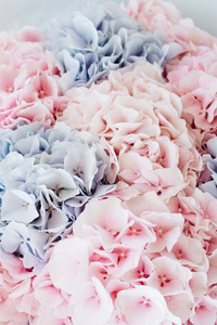 美丽的春天花束与温柔的粉红色和蓝色绣球花