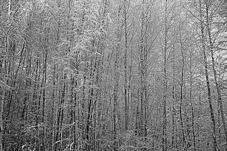 白雪皑皑的冬季风景