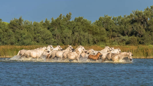 许多跑白马在农村湖水与森林
