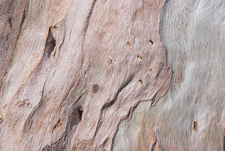 桉树纹理桉树树树皮纹理照片