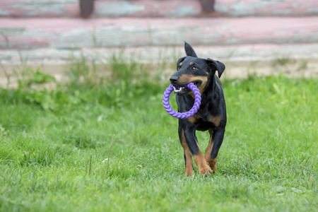 美丽开朗的年轻德国猎犬狗特技跳和运行疯狂。低角度高速射门。一只中等高度的黑褐色狗在户外奔跑。狗携带牙圈