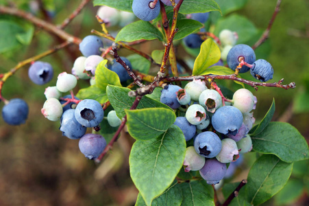 沼泽越桔沼泽 whortleberry (笃斯越桔) 群集照片