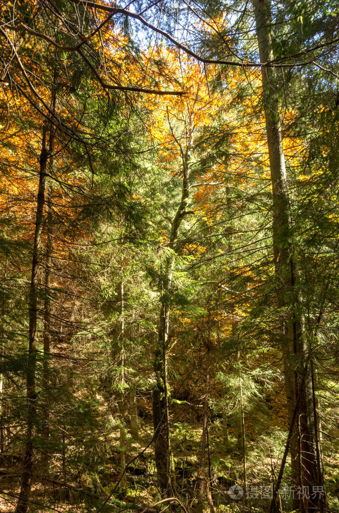 针叶林和落叶林.黄色和绿色森林