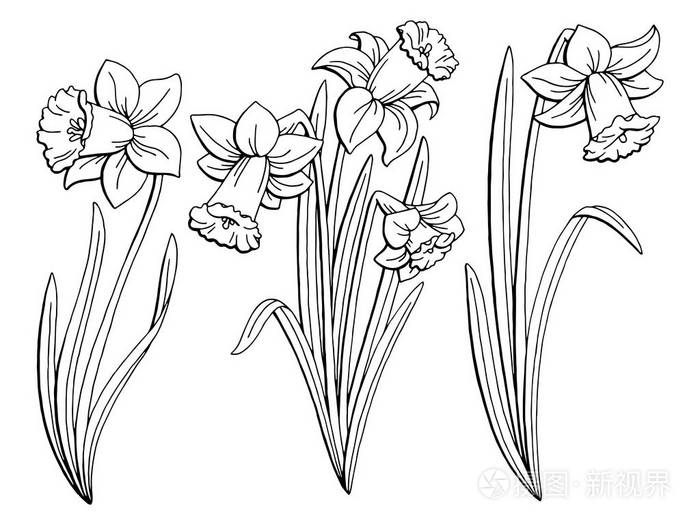 水仙花图形黑色白色孤立的素描图矢量插画 正版商用图片0tp7io 摄图新视界